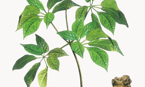 白薇的功效主治是什么、白薇的功效与作用及禁忌是什么 -白薇图片和功效和作用网