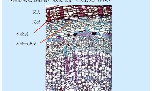 白薇的功效主治是什么、白薇的功效与作用及禁忌是什么 -白薇图片和功效和作用网
